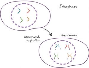 Mitosis and Meiosis - CBSE Class Notes Online - Classnotes123