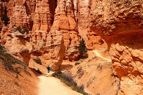 The Queens Garden Trail Bryce Canyon Photograph By Butch Lombardi