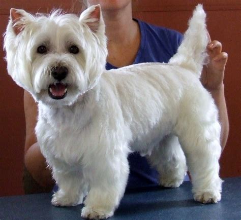 Image Result For West Highland Terrier Proper Haircut Westies Westie