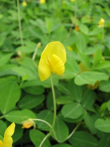 Wild Peanut Arachis Duranensis · Inaturalist