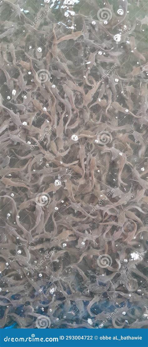 Baby Catfish On The Hand Silurus Glanis Wels Catfish Black And White