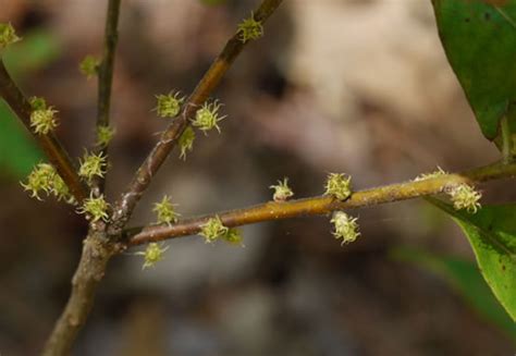 NameThatPlant Net Morella Caroliniensis