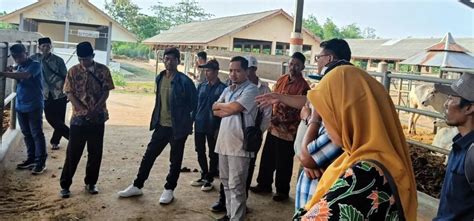 Berita BSIP RUMINANSIA BESAR Tingkatkan Kualitas Sapi Kelompok Ternak