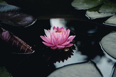 Lotus Waterlelie Roze Bloem Gratis Foto Op Pixabay Pixabay