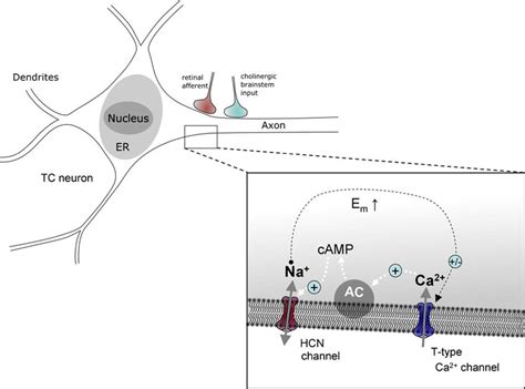 Thalamocortical relay neurons: intrinsic properties determine ...