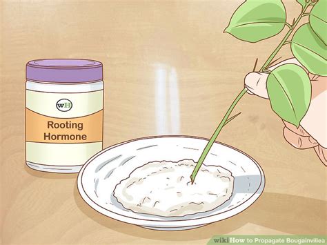 How To Propagate Bougainvillea 12 Steps With Pictures Wikihow