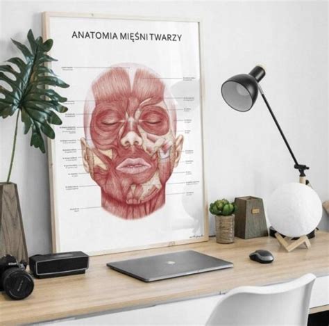 Plansza Tablica Anatomiczna Plakat Mi Nie Twarzy Gutowo Ma E Kup