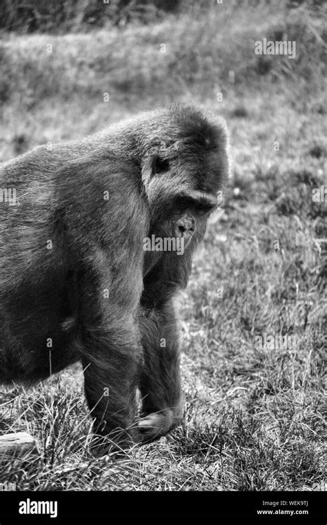 side view   gorilla black  white stock  images alamy