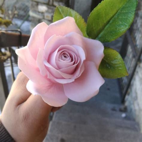 Rose Decorated Cake By Alessandro Mariani CakesDecor