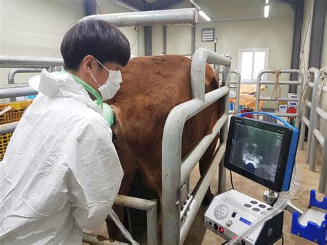 “우량 한우 생산 수정란 이식으로 경쟁력 강화”