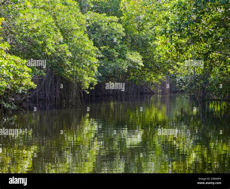 Jamaica. On the Black river Stock Photo - Alamy