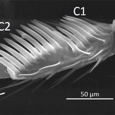 Scanning Electron Micrograph 500× Of The Drosophila Bipectinata Sex Download Scientific