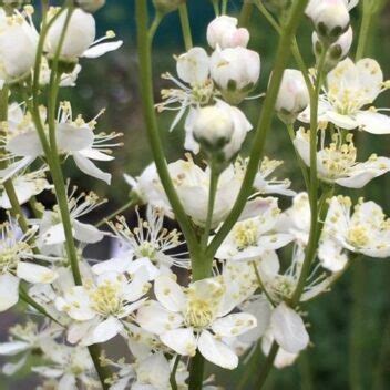 Dropwort Seeds Plugs Pots Turf Online