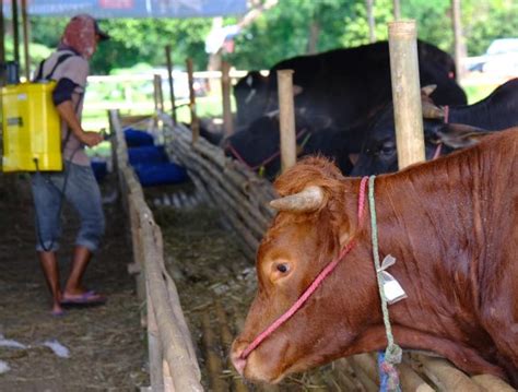 Wilmar Distribusikan Bantuan Hewan Kurban Media Perkebunan