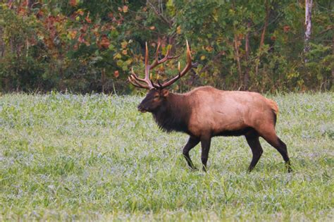 Photographing The Lead Bull Elk In Boxley Valley Steve Creek Wildlife