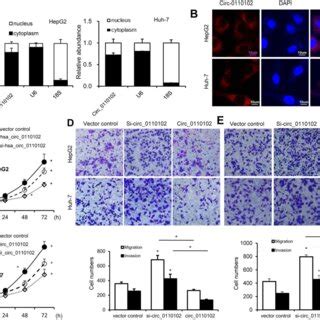 Hsa Circ 0110102 Inhibited The Proliferation And Migration Ability Of