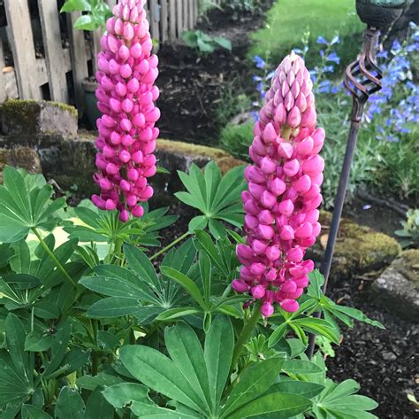 Lupinus Polyphyllus Gallery Red Lupine 4 Pot Little Prince To Go