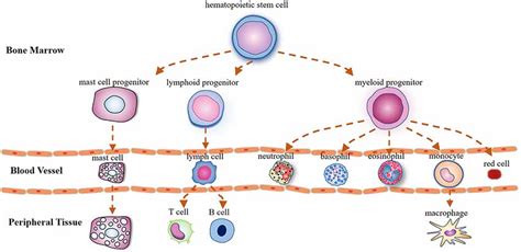 Mast Cell Lineage