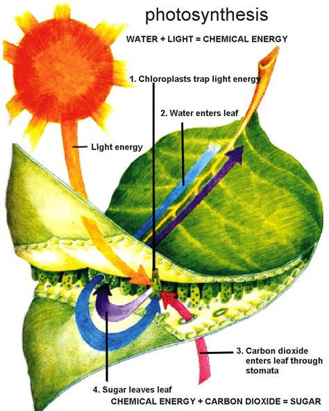 Do All Plants Go Through Photosynthesis At Scott Hughes Blog