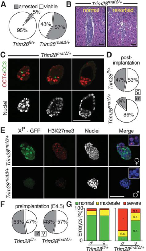 The Absence Of Maternal Trim28 Causes Male Predominant Early Embryonic Download Scientific