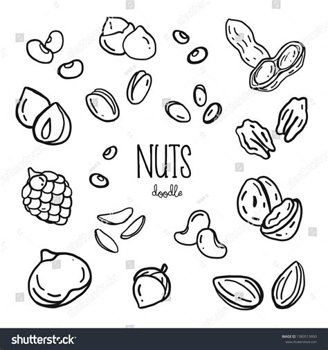 nuts drawing images stock  vectors shutterstock