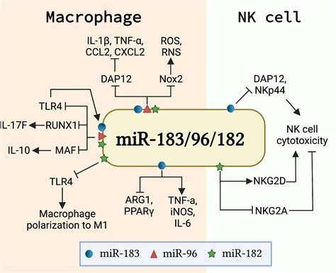 Frontiers Microrna Cluster In Immunity And Autoimmunity