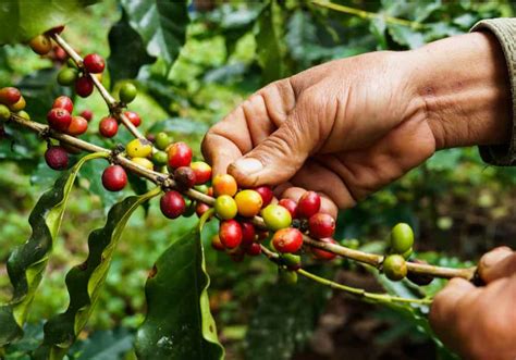 Coffee Process 11 Steps From Seed To Cup