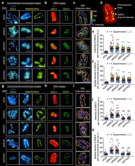 Changes In Chromosome Structures And Localization Patterns Of Condensin