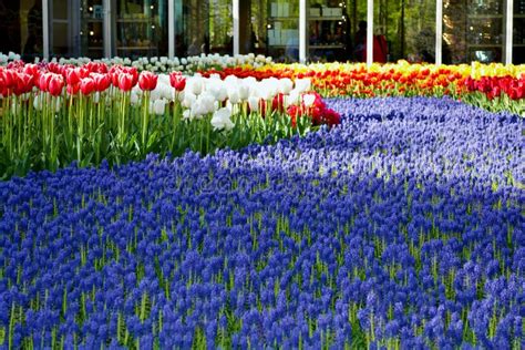 Field Of Multi Colored Flowers Stock Image Image Of Keukenhof