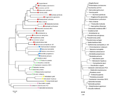 3 Phylogenetics And Tree Reconstruction Introduction To Bioinformatics