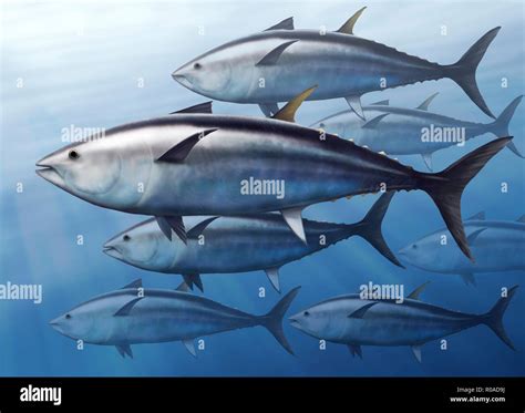 Digital Illustration Of A Tuna Thunnus Thynnus Stock Photo Alamy