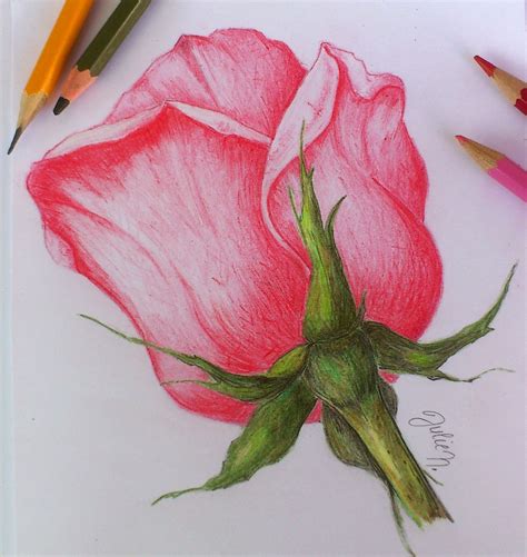 Rose Color Pencil Drawing At PaintingValley Explore Collection Of