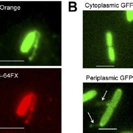 Bacterial nanowires contain lipids, proteins, and periplasm. ( A )... | Download Scientific Diagram