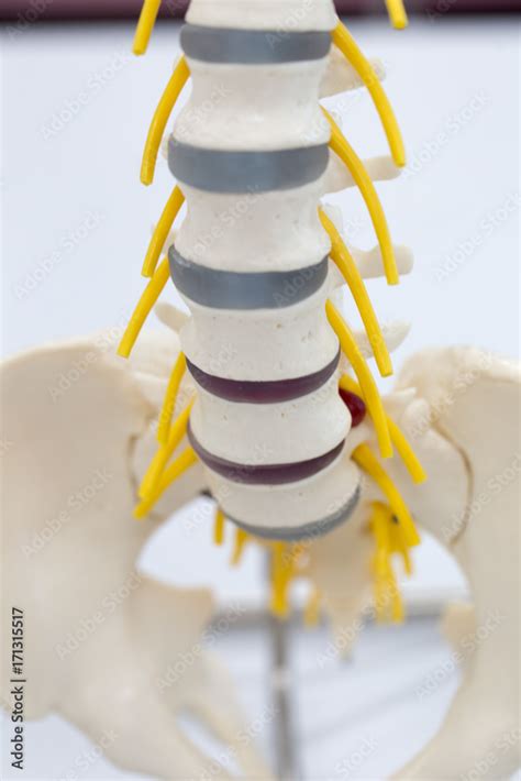 The Vertebral Column Also Known As The Backbone Or Spine Is Part Of