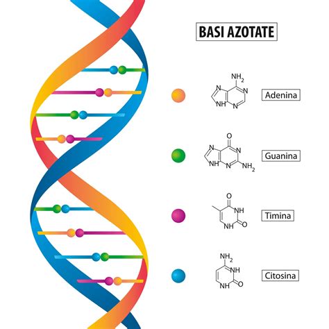 DNA Mappa Concettuale Algor Education