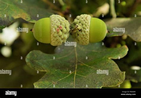 White oak acorns hi-res stock photography and images - Alamy