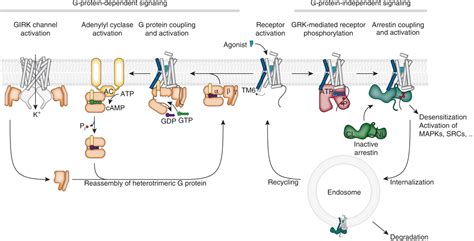 GPCR G 蛋白信号通路高活性小分子激动剂拮抗剂 百灵威