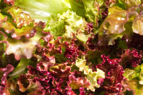 red leaf lettuce – Harvest Farm