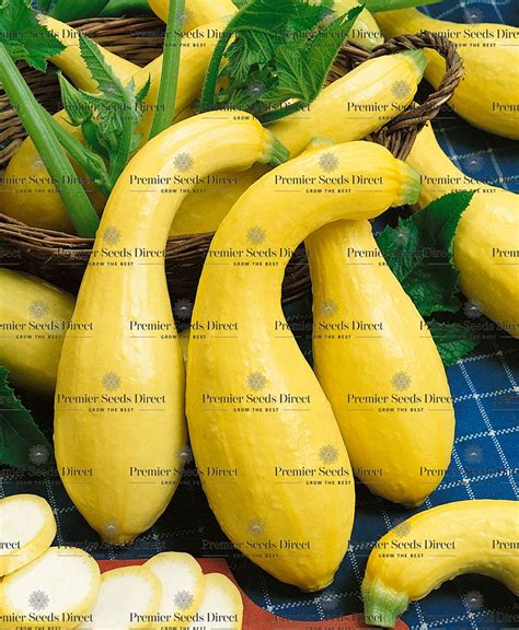 Squash Summer Crookneck Organic Organic Squash Premier Seeds Direct Ltd