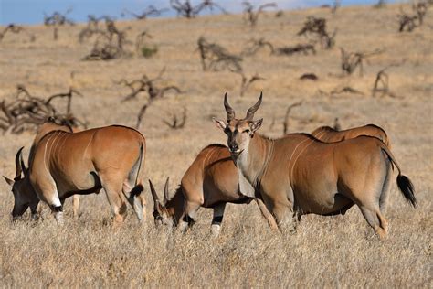 Common Eland Southern Free Photo On Pixabay