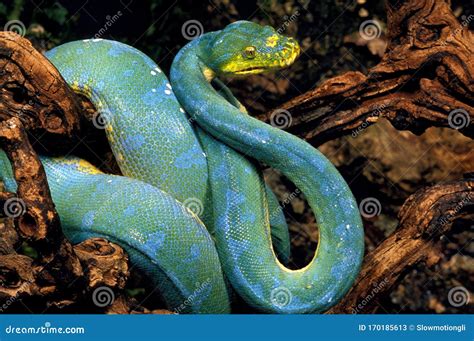 PYTHON VERT Morelia Viridis Imagen De Archivo Imagen De Adulto