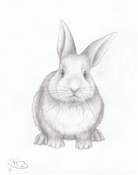 Rabbit Sketch In Pencil At Explore Collection Of