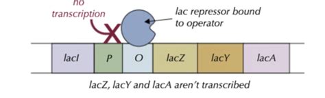 3 The Lac Operon In E Coli Flashcards Quizlet