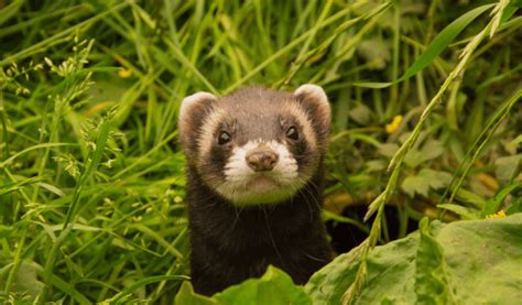 Ferret - Animal Corner