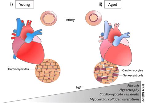 Schematic Of The Heart By Aging Young And Aged Hearts Show Different