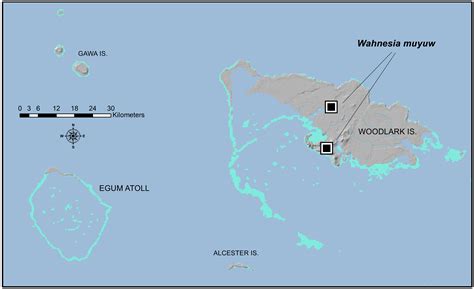 FIGURE 3 in Four new species of Wahnesia Förster, 1900 from the D