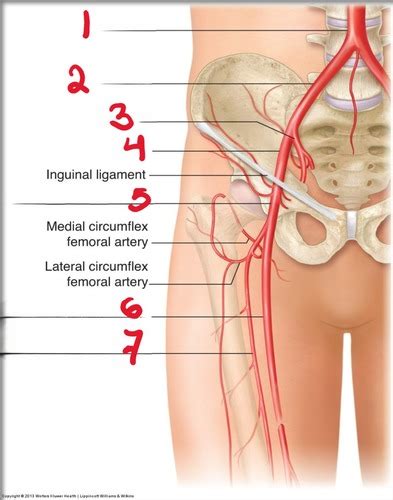 Vascular 2 Test 3 Flashcards Quizlet