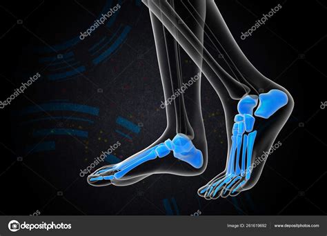 Illustration Médicale L os Pied Vue Latérale Photo de stock par