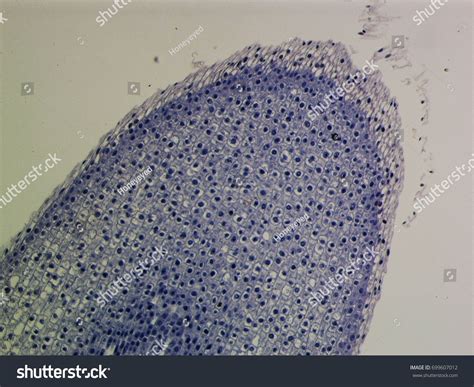 Root Meristem Under Microscope Meristematic Cells Stock Photo 699607012 ...