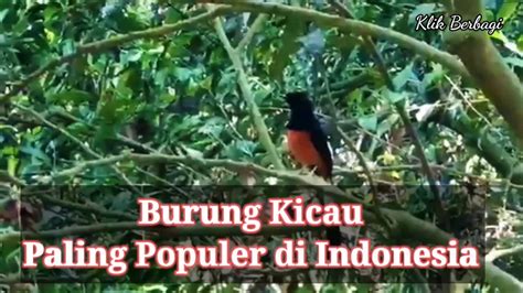 5 Burung Kicau Paling Populer Di Indonesia Video Dailymotion